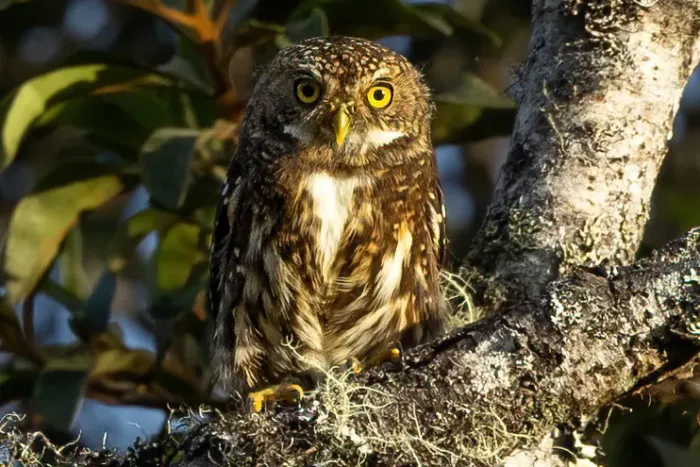 File:Glaucidium bolivianum 215986799 (cropped).jpg