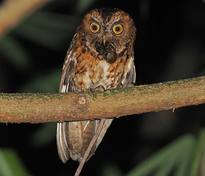 File:Wetar scops owl (Otus tempestatis) (cropped).jpg