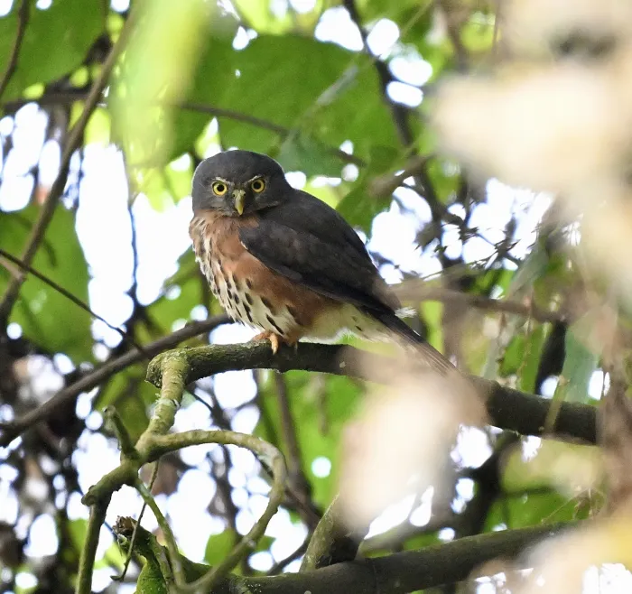 File:Glaucidium tephronotum in Uganda 550590424.jpg
