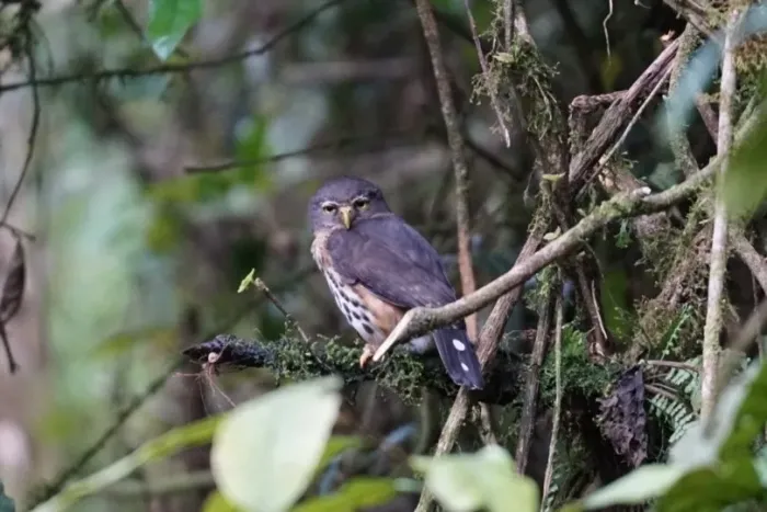 File:Glaucidium tephronotum in Rwanda 464881845.jpg