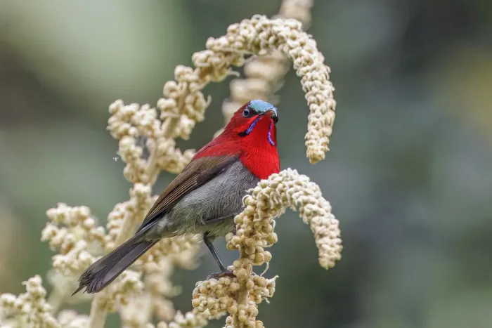 File:Crimson sunbird (Aethopyga siparaja) male Bach Ma 3.jpg