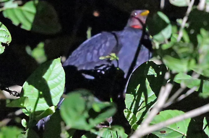 File:Megapodius geelvinkianus 3043514 (cropped).jpg