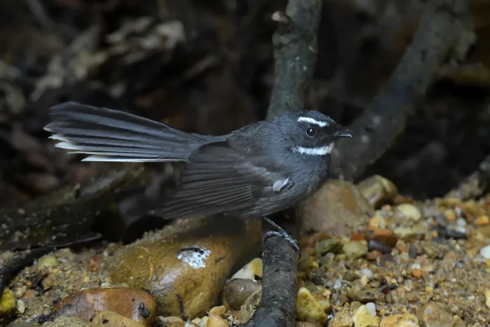 File:Black-backed Forktail (Enicurus immaculatus) DSC 7610.jpg