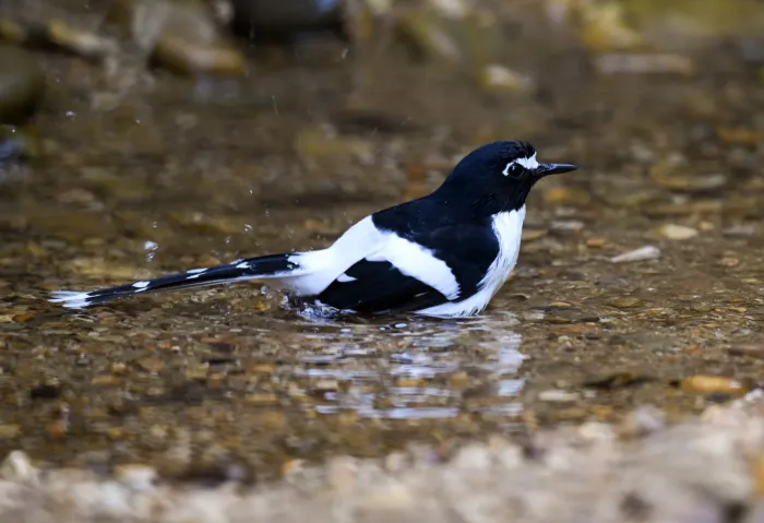 File:A Black-backed forktail (Enicurus immaculatus) is spotted in Dulung Hide, Dulung Reserve Forest, Lakhimpur District, Assam DSC 0852 1.jpg