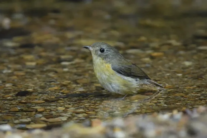 File:A Pygmy flycatcher (Ficedula hodgsoni) is spotted in Dulung Reserve Forest, Assam.jpg