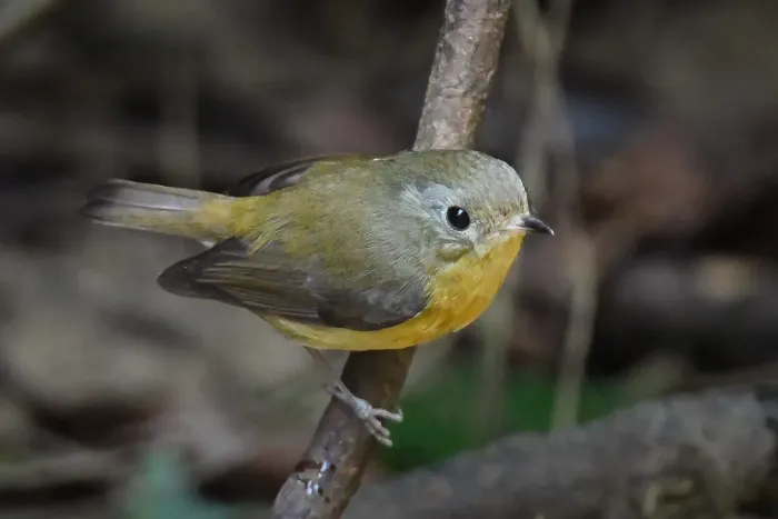 File:Pygmy flycatcher (Ficedula hodgsoni) spotted in Dulung Hide, Dulung Reserve Forest, Assam.jpg