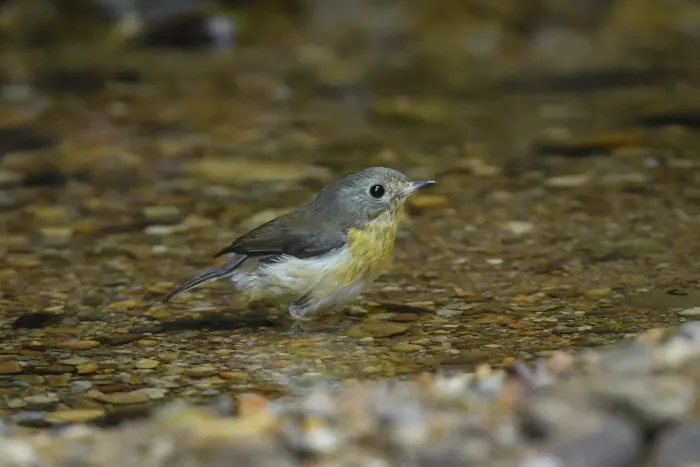 File:A Pygmy flycatcher (Ficedula hodgsoni) is spotted in Dulung Reserve Forest, Assam DSC 7686.jpg