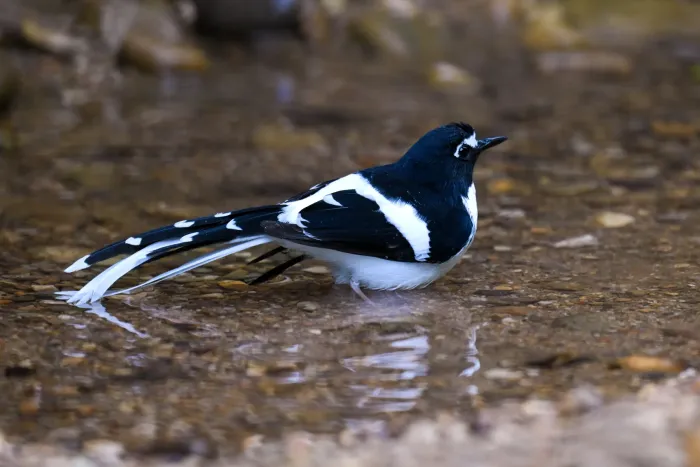 File:A Black-backed forktail (Enicurus immaculatus) is spotted in Dulung Hide, Dulung Reserve Forest, Lakhimpur District, Assam DSC 0860 1.jpg