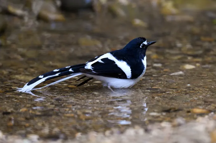 File:A Black-backed forktail (Enicurus immaculatus) is spotted in Dulung Hide, Dulung Reserve Forest, Lakhimpur District, Assam DSC 0859.jpg
