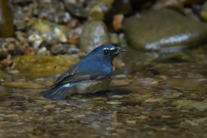 File:Snowy-browed Flycatcher (Ficedula hyperythra) DSC 7918.jpg