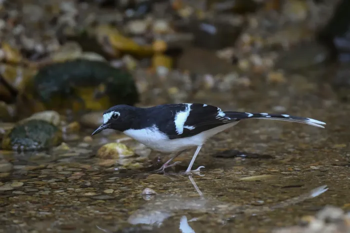 File:Black-backed Forktail (Enicurus immaculatus) DSC 7546.jpg