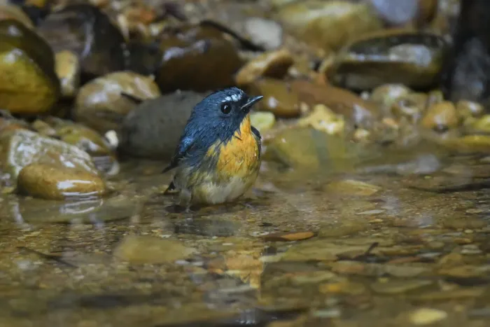 File:Snowy-browed Flycatcher (Ficedula hyperythra) DSC 7724.jpg
