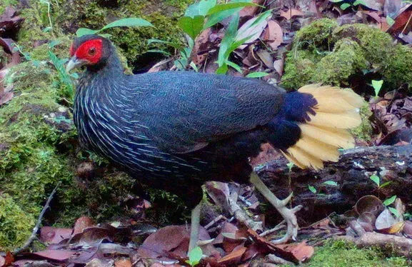File:Bornean crestless fireback (Lophura pyronota) (cropped).jpg