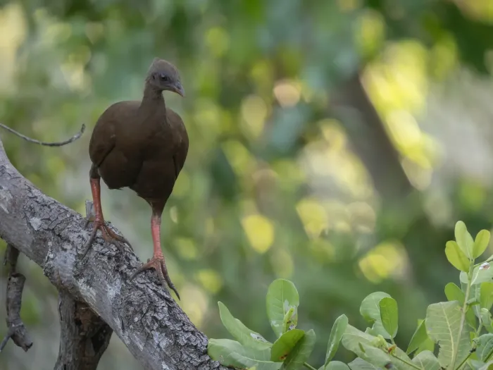 File:Sula megapode or Sula scrubfowl (Megapodius bernsteinii).jpg