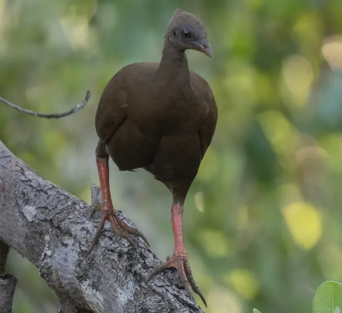 File:Sula megapode or Sula scrubfowl (Megapodius bernsteinii) (cropped).jpg