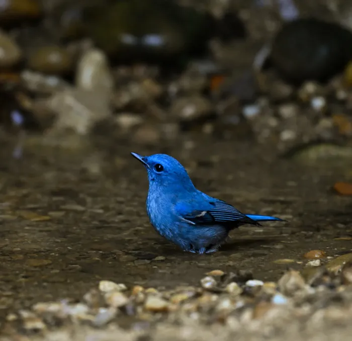 File:Pale Blue Flycatcher (Cyornis unicolor) , Dulung Hide, Dulung Reserve Forest, Assam DSC 0481.jpg