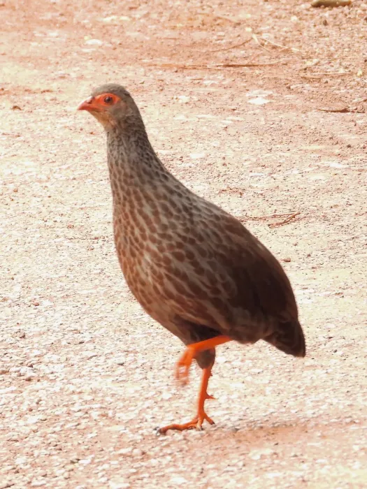 File:Handsome spurfowl (Pternistis nobilis).jpg