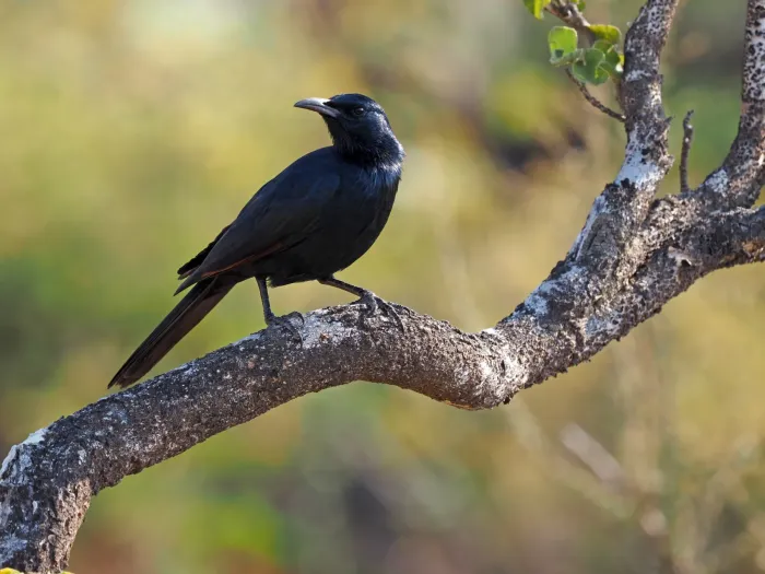 File:Onychognathus frater - James Eaton - 336830189.jpeg