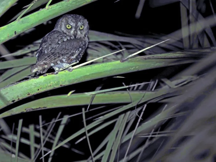 File:Otus socotranus - James Eaton - 336780367.jpeg