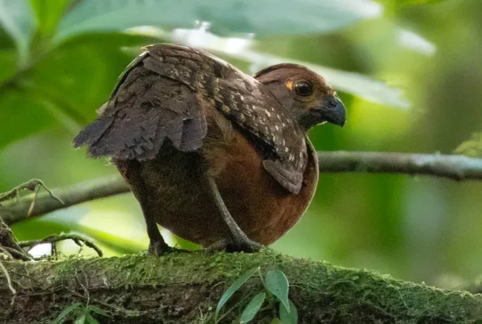 File:Starred wood quail (Odontophorus stellatus) (cropped).jpg