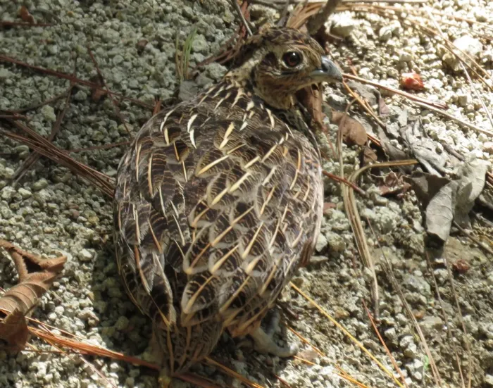 File:Ocellated quail (Cyrtonyx ocellatus) (cropped).jpg