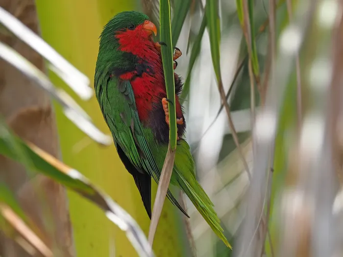 File:Vini stepheni 395655071 (cropped).jpg