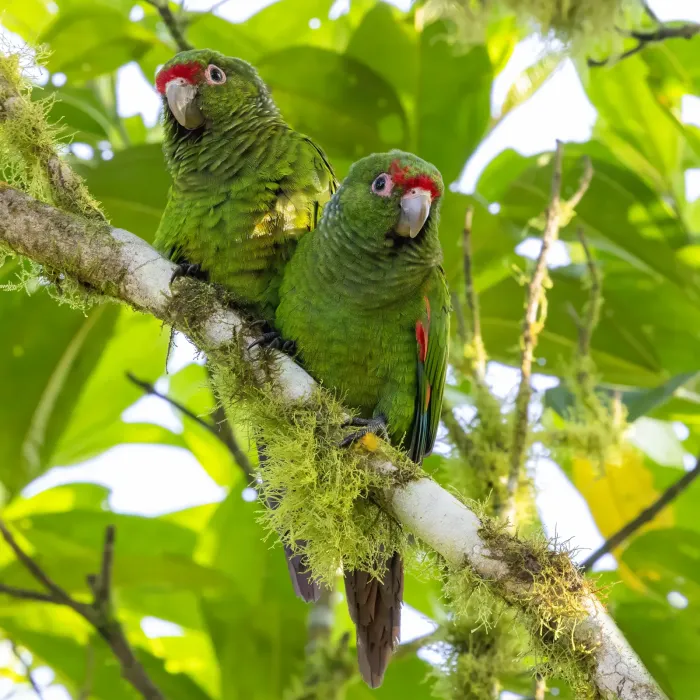File:El Oro parakeet (Pyrrhura orcesi).jpg