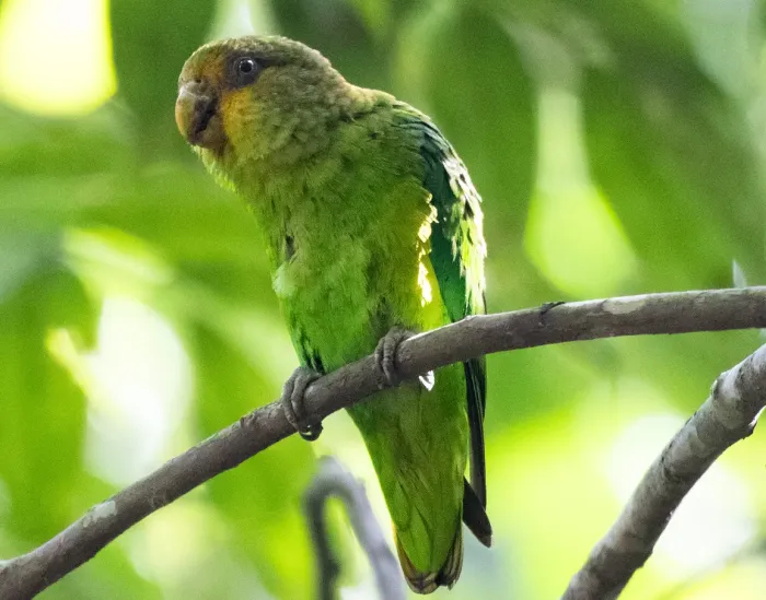 File:Golden-tailed parrotlet (Touit surdus) 01 (cropped).jpg