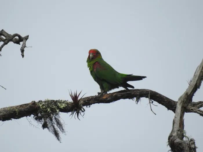 File:Red-faced parrot (Hapalopsittaca pyrrhops) 02.jpg