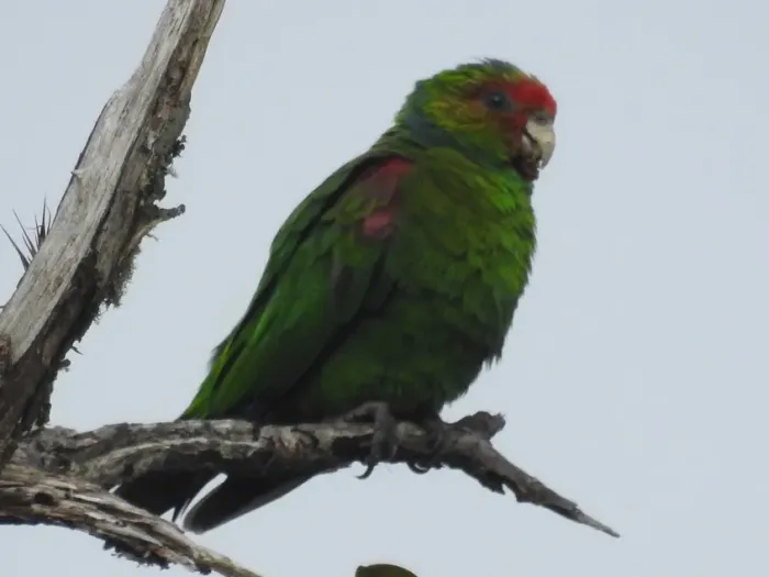 File:Red-faced parrot (Hapalopsittaca pyrrhops) (cropped).jpg