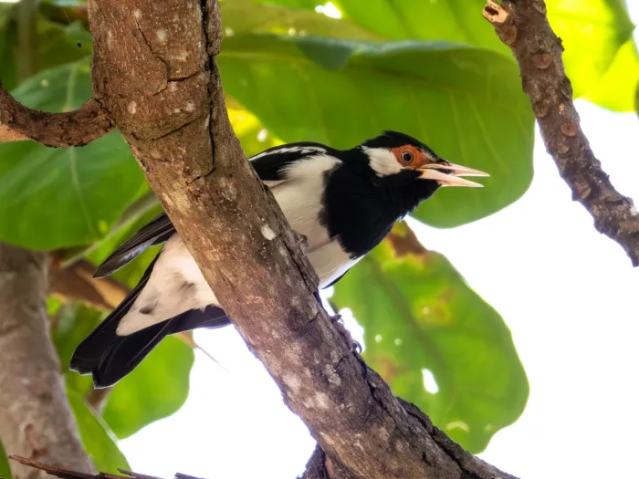 File:Gracupica jalla, Bali Birding Tour National Park, Bali, Indonesia 1.jpg
