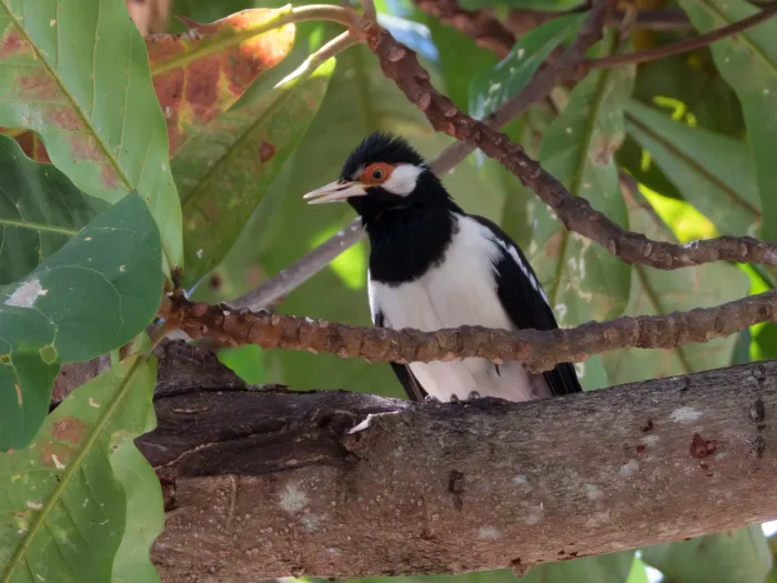File:Gracupica jalla, Bali Birding Tour National Park, Bali, Indonesia 2.jpg