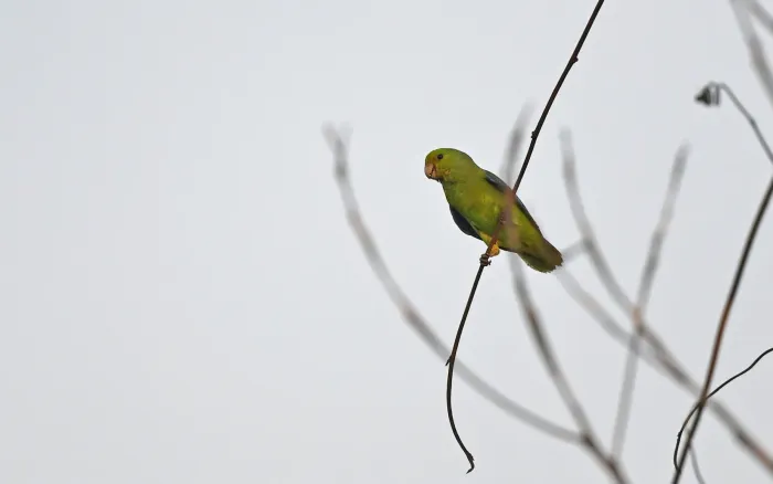 File:Sapphire-rumped parrotlet (Touit purpuratus).jpg