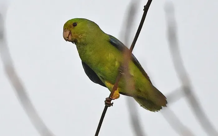 File:Sapphire-rumped parrotlet (Touit purpuratus) (cropped).jpg