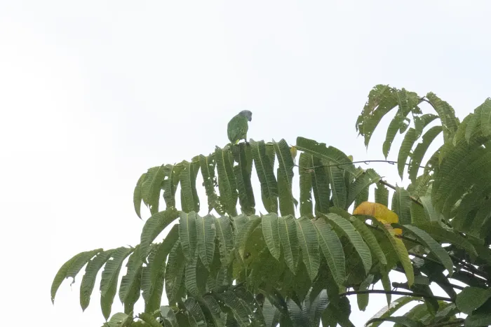 File:Simeulue parrot (Psittinus abbotti) 02.jpg