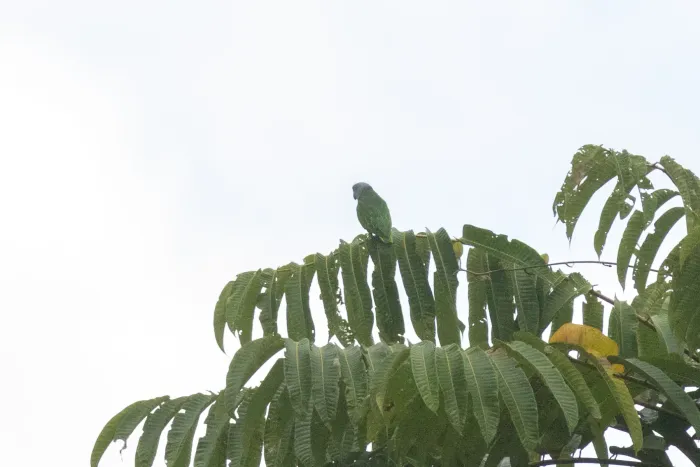 File:Simeulue parrot (Psittinus abbotti) 01.jpg