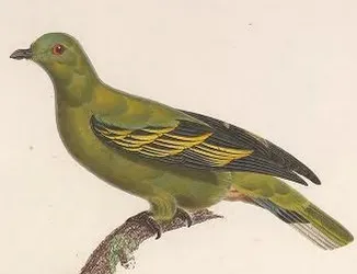 File:Treron psittaceus (cropped).jpg