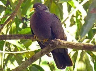 File:Columba pollenii 96189297 (cropped).jpg