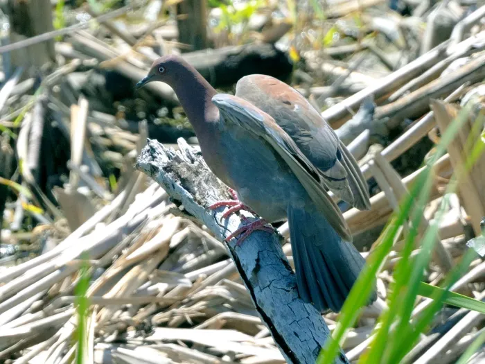 File:Patagioenas inornata, Río Grande, Dominican Republic 1.jpg