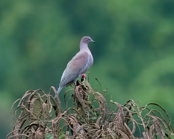 File:Patagioenas inornata, Comerío, Puerto Rico 1.jpg