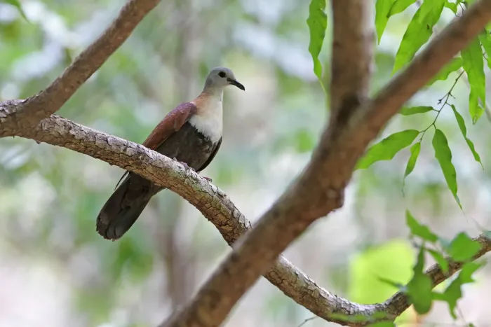File:Wetar ground dove (Pampusana hoedtii) 02.jpg