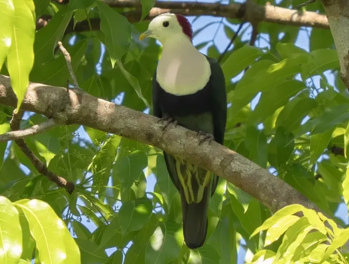 File:Ptilinopus dohertyi - James Eaton (cropped).jpg