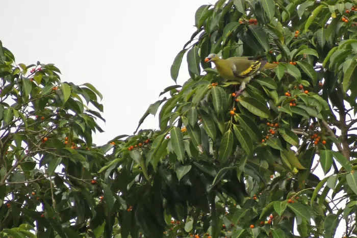 File:Buru green pigeon (Treron aromaticus) 01.jpg