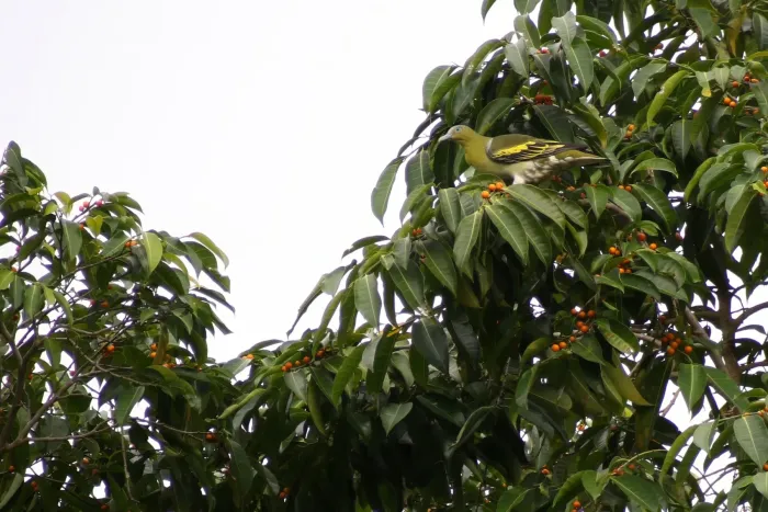 File:Buru green pigeon (Treron aromaticus) 02.jpg