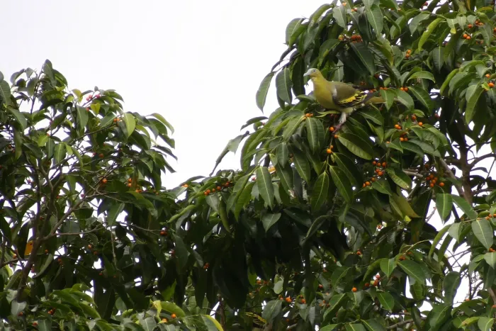 File:Buru green pigeon (Treron aromaticus) 03.jpg