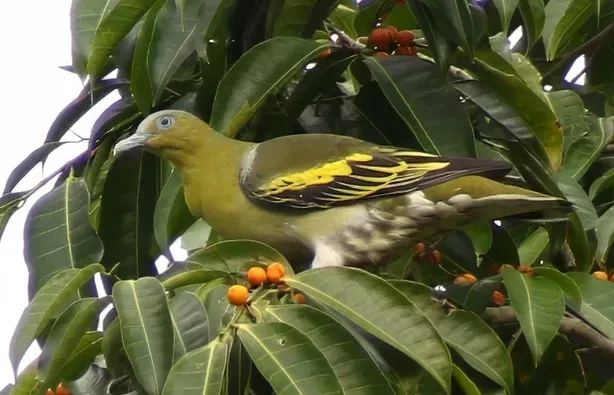 File:Buru green pigeon (Treron aromaticus) 02 (cropped).jpg