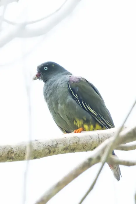 File:São Tomé green pigeon (Treron sanctithomae) 01.jpg