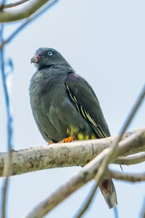 File:São Tomé green pigeon (Treron sanctithomae) 02.jpg
