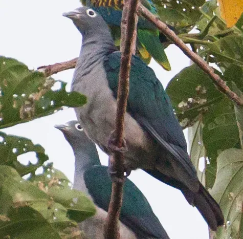 File:Ducula perspicillata 107893147 (cropped).jpg