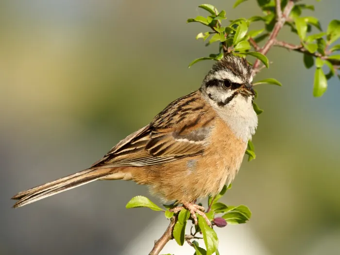 File:Rock Bunting (Emberiza cia), Cochem.jpg